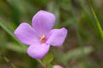 Fringed meadowbeauty